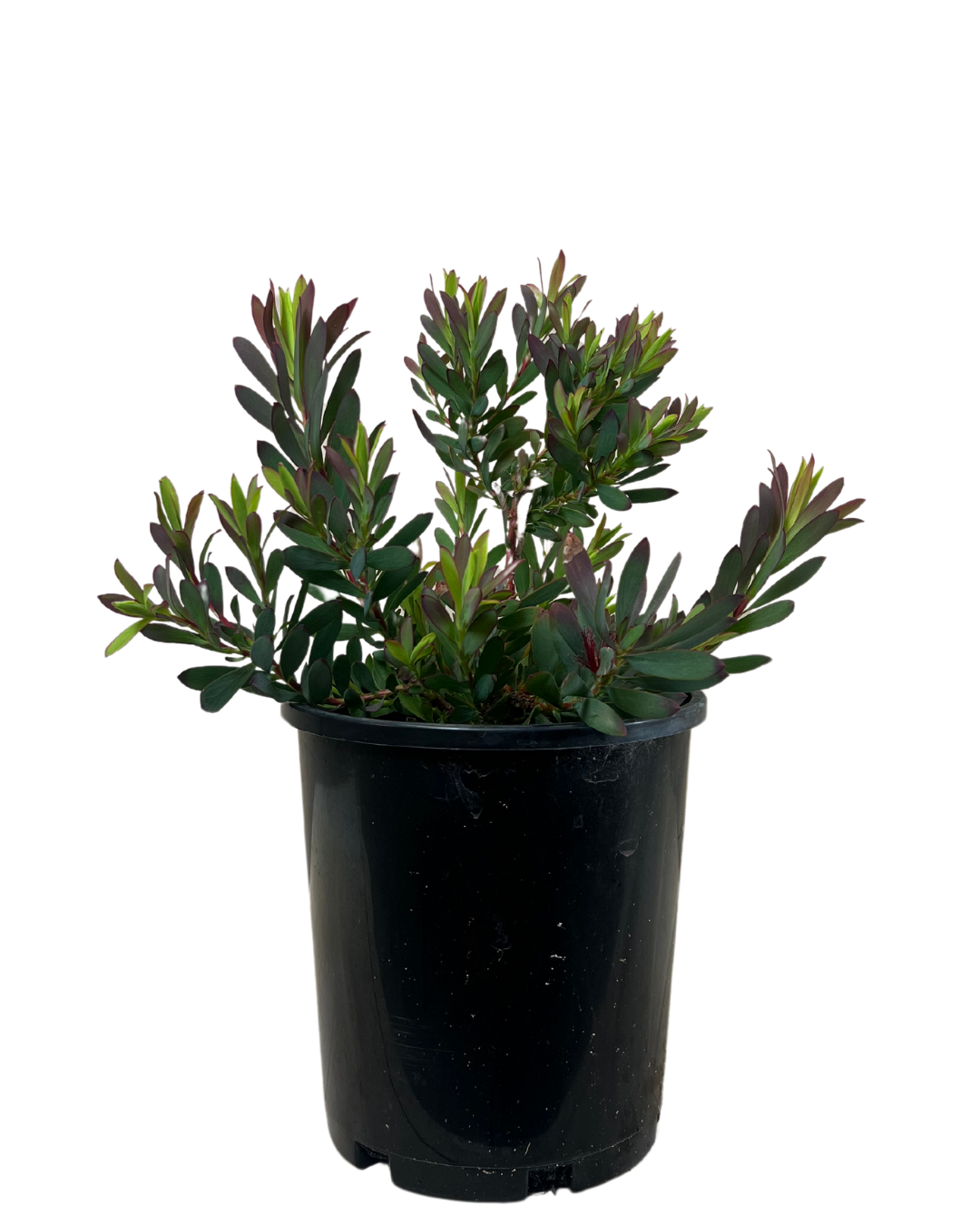 Leucadendron Devils Blush