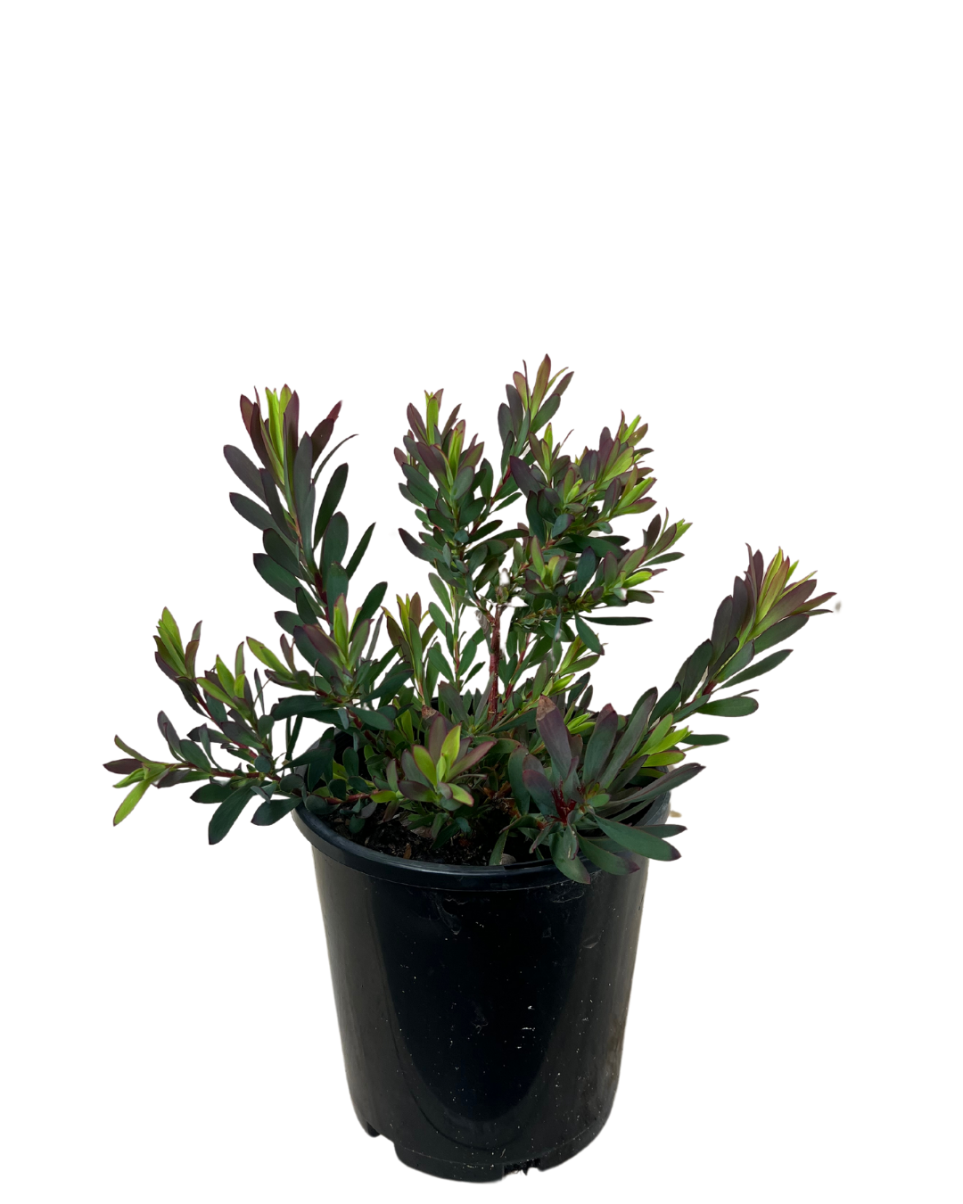 Leucadendron Devils Blush