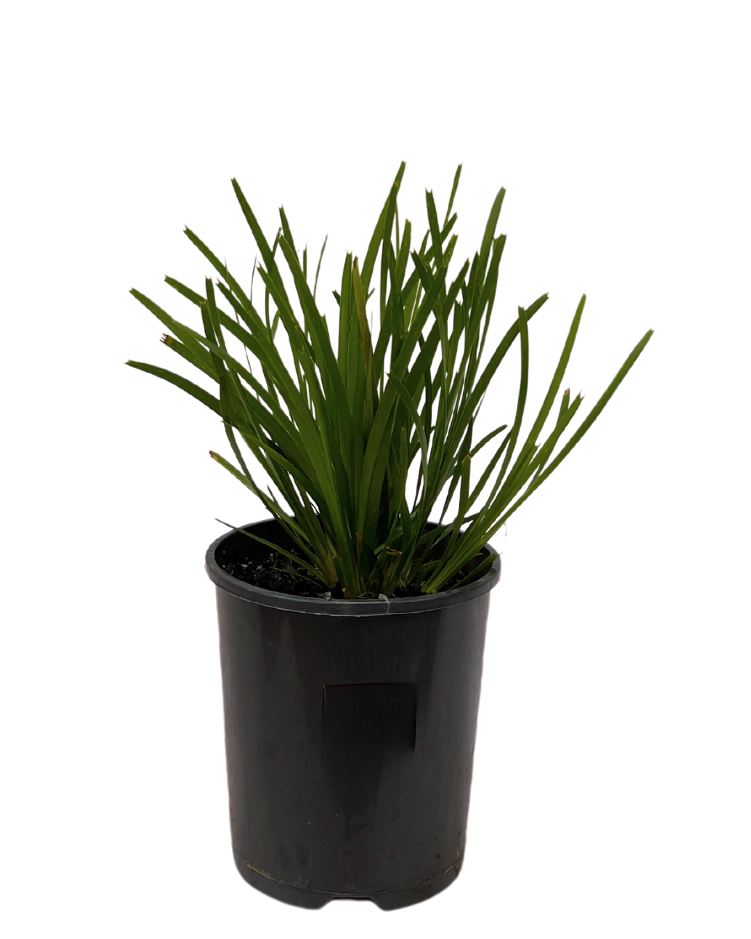 Lomandra - Lime Tuff