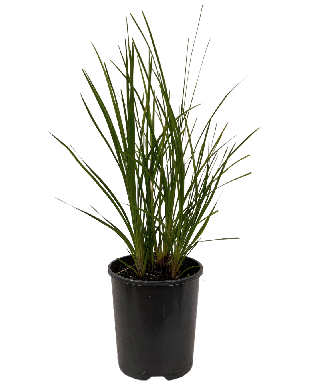 Lomandra - Little Pal