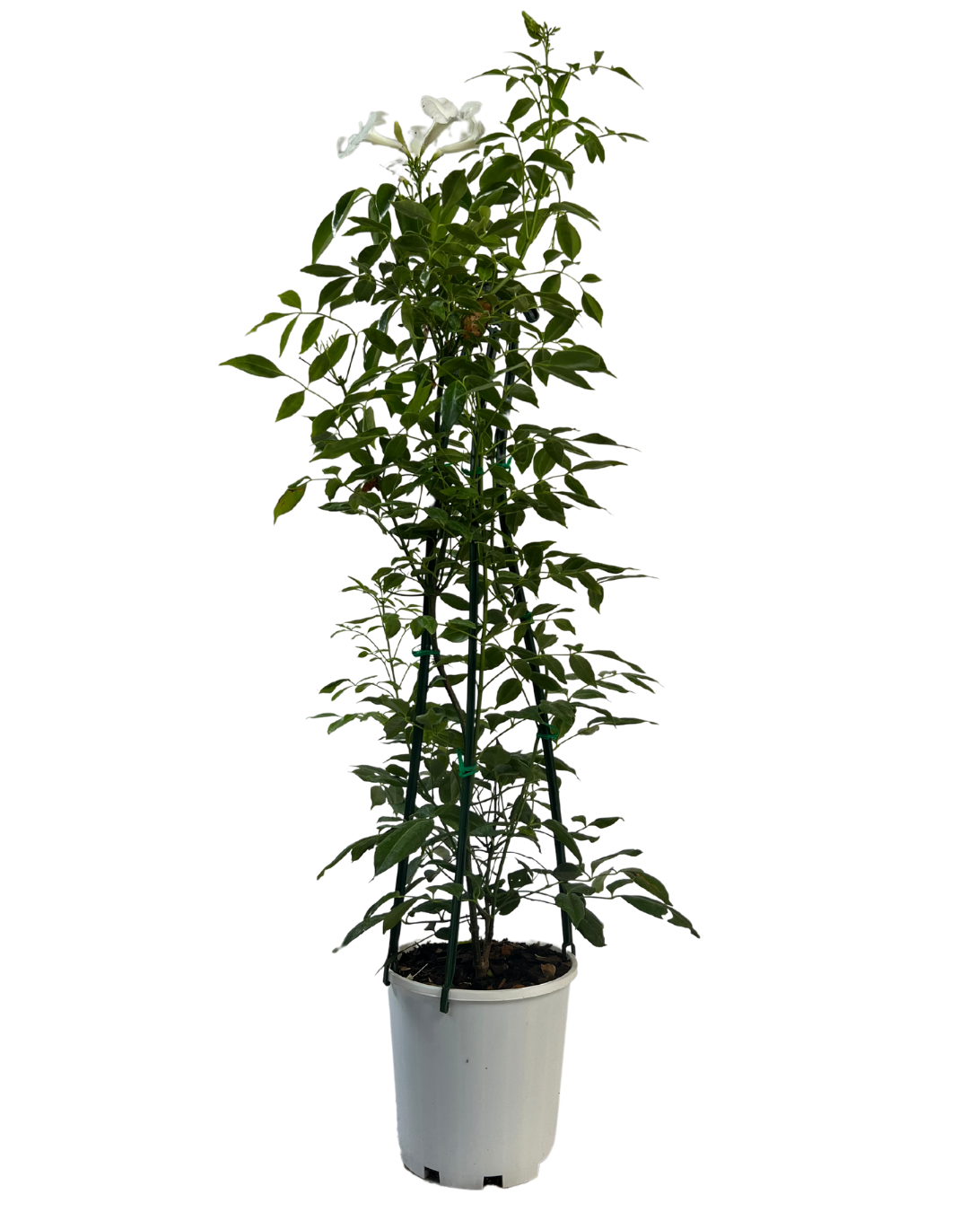 Pandorea Jasminoides Lady Di