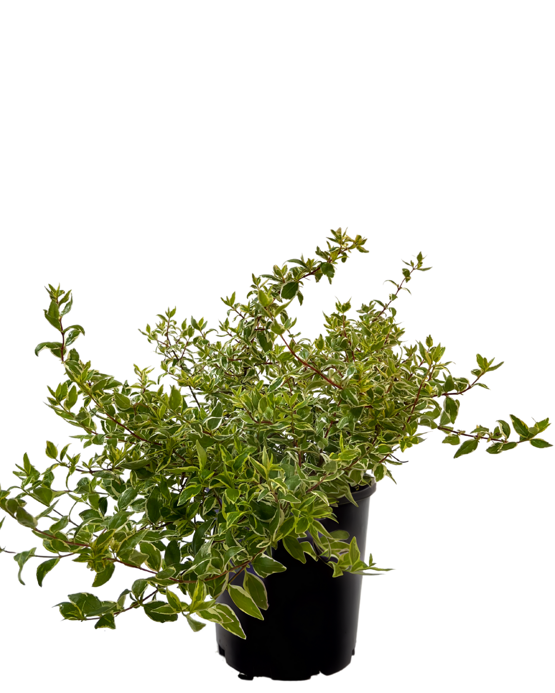 Abelia X Grandiflora Lime Splice