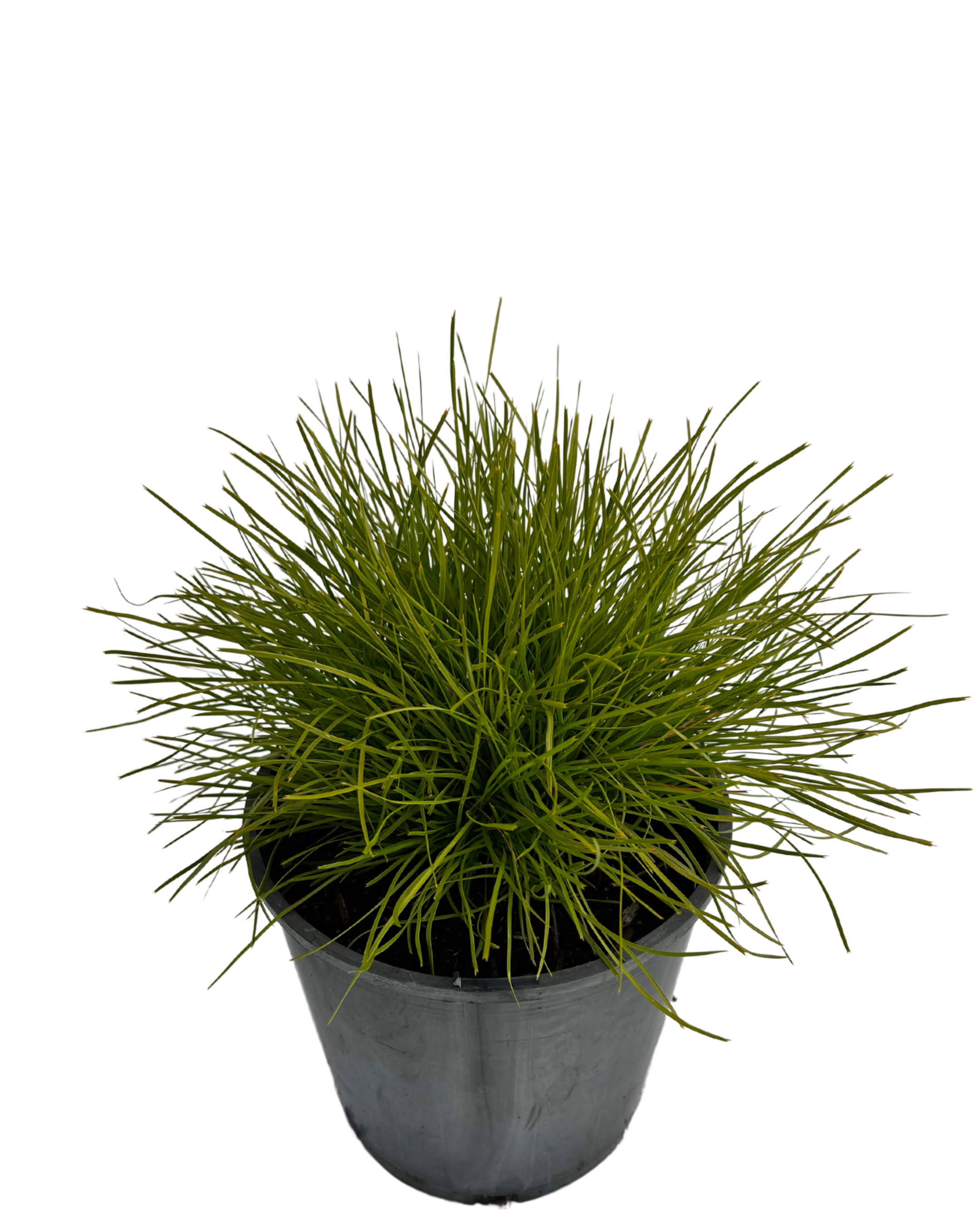 Lomandra Little Con