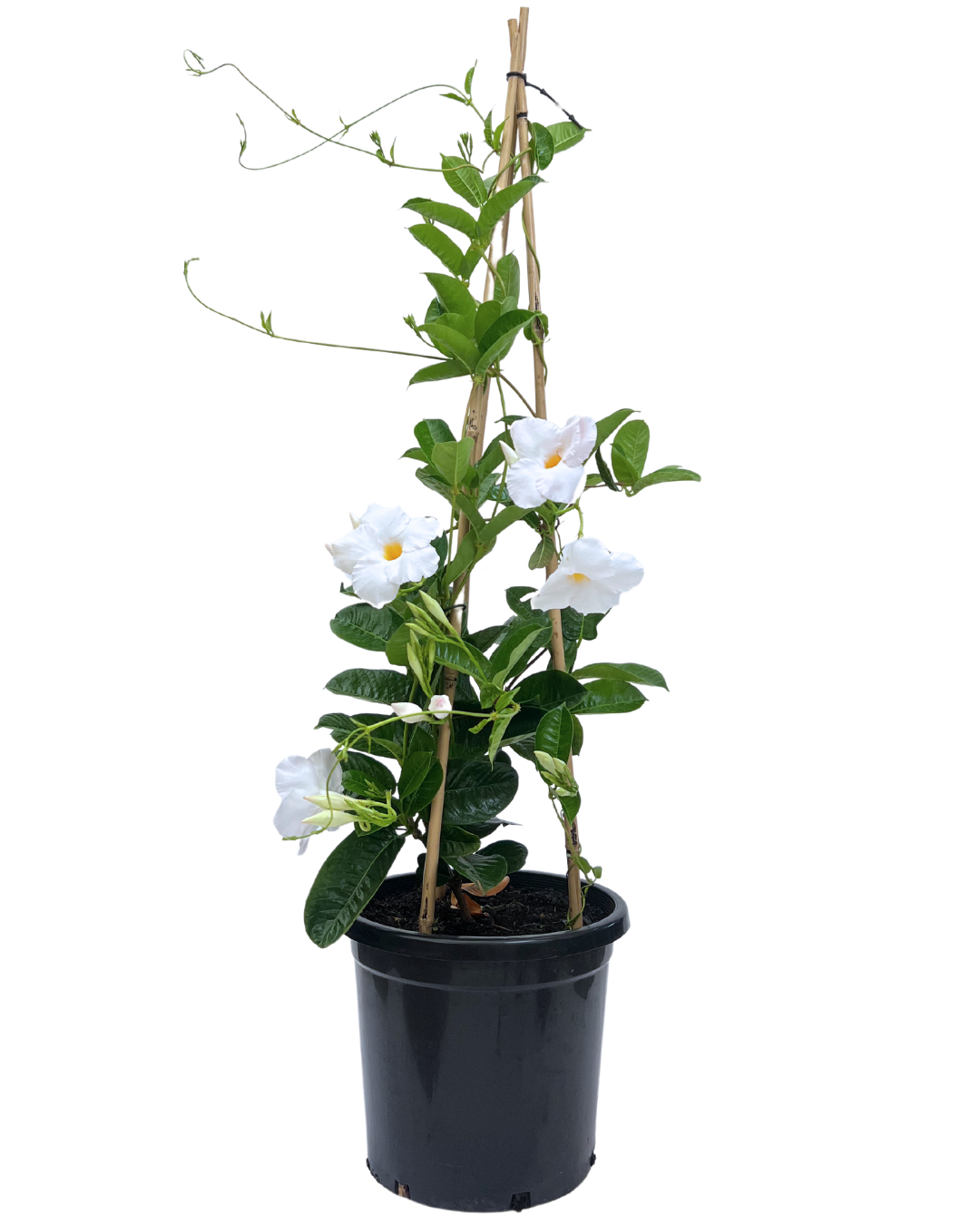 Mandevilla Agathe White