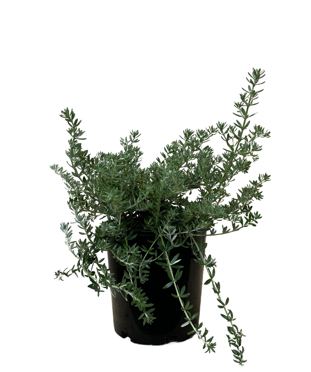 Coastal Rosemary - Westringia Mundi