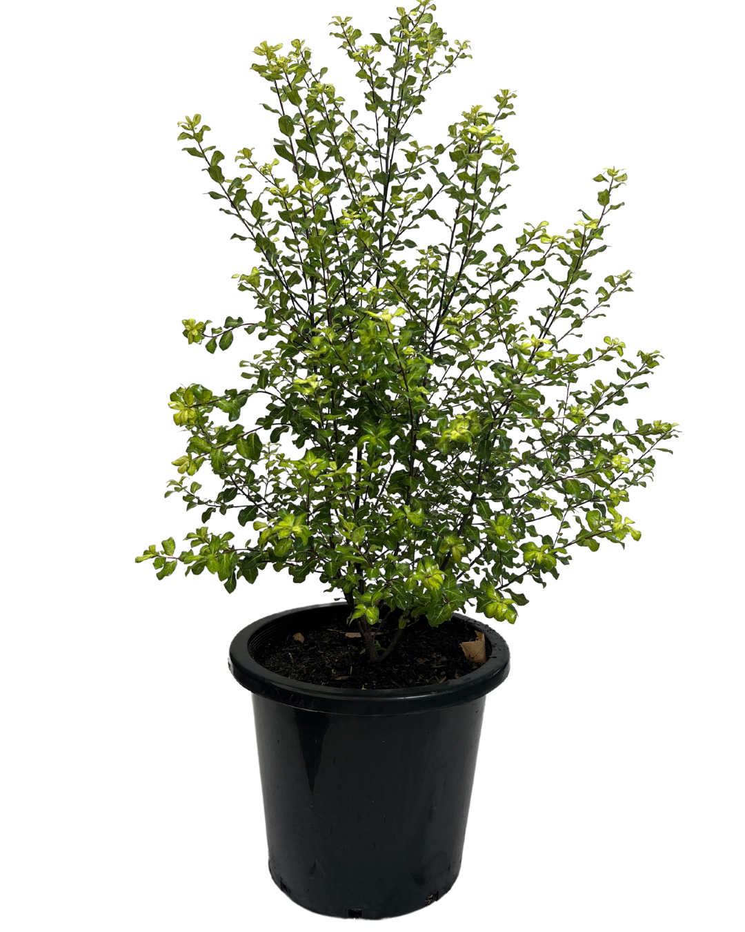 Pittosporum Gold Screenmaster