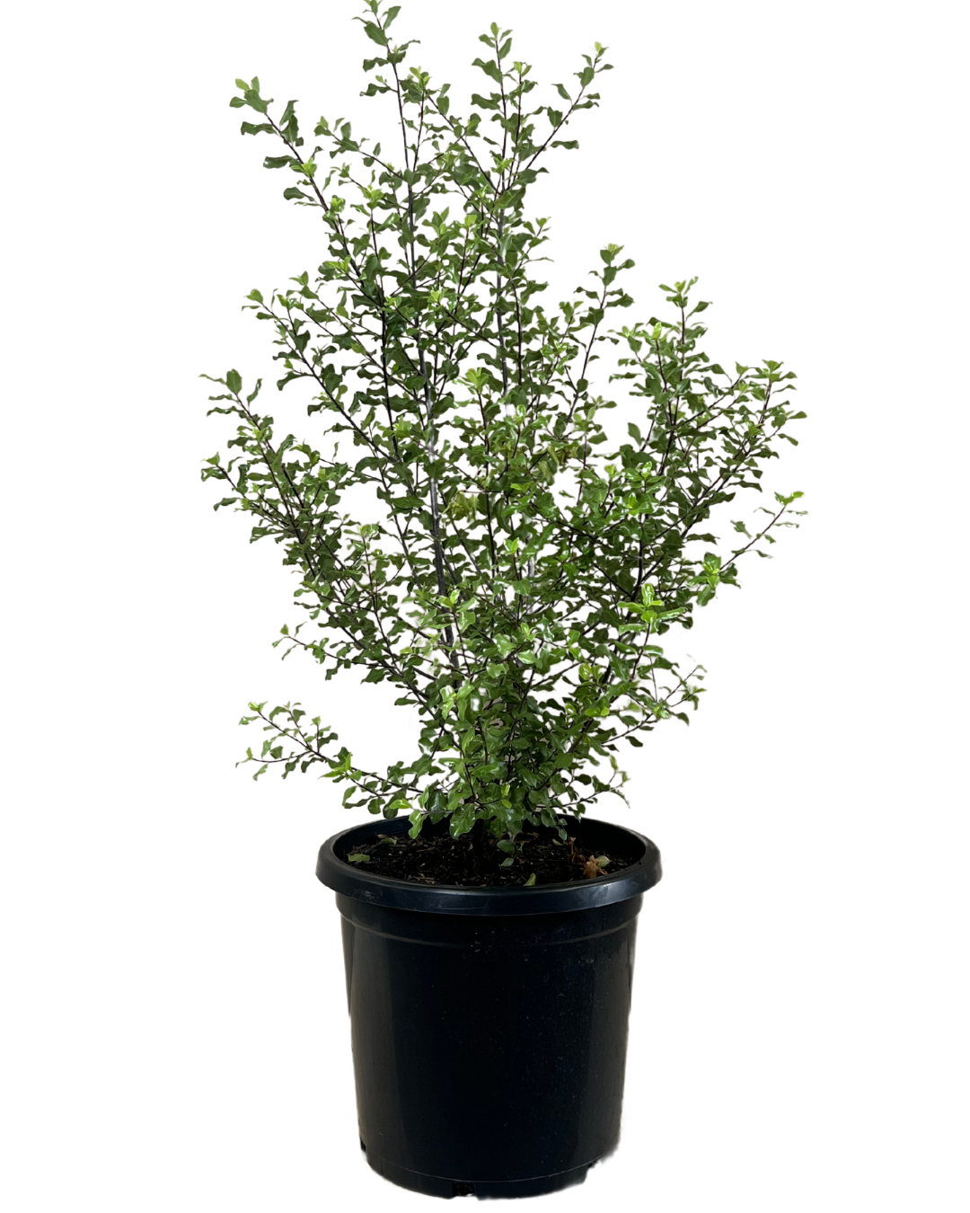 Pittosporum Screenmaster