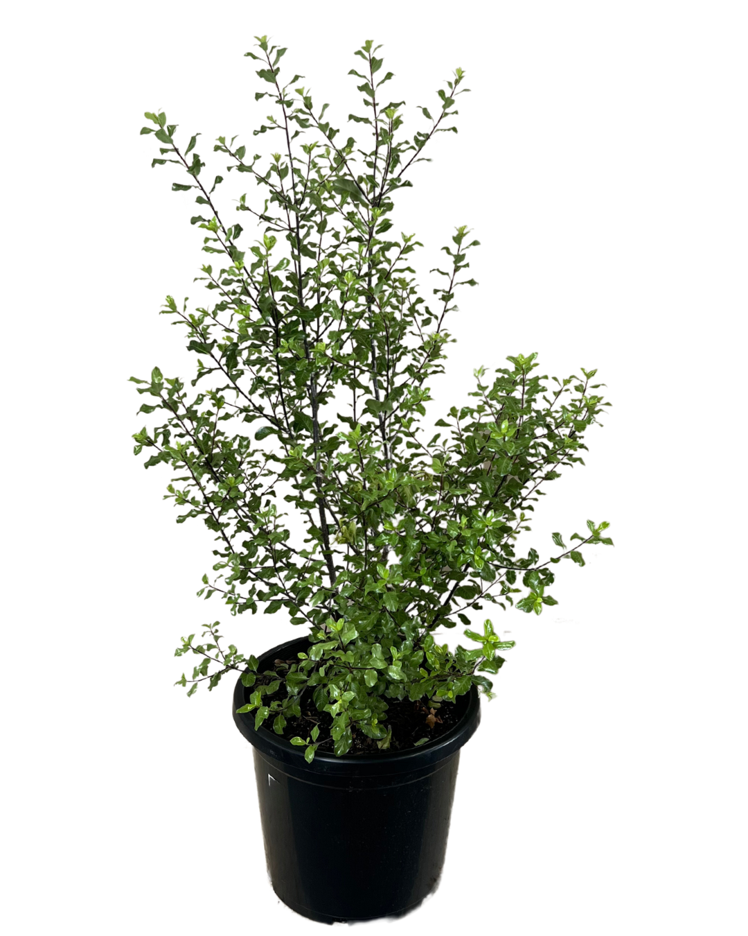 Pittosporum Screenmaster