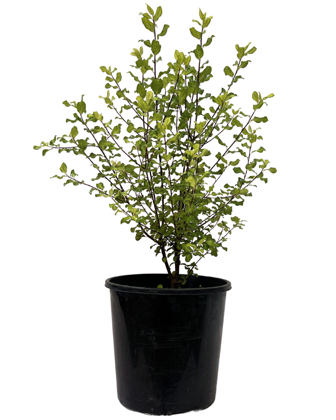 Pittosporum Gold Screenmaster