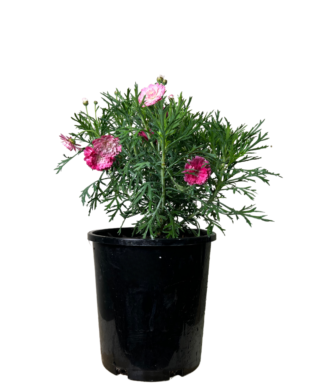 Federation Daisies - Argyranthemum Pink Posy