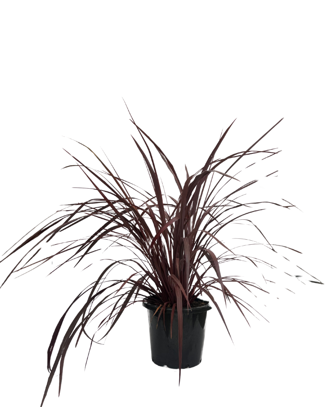 Cordyline Red Fountain