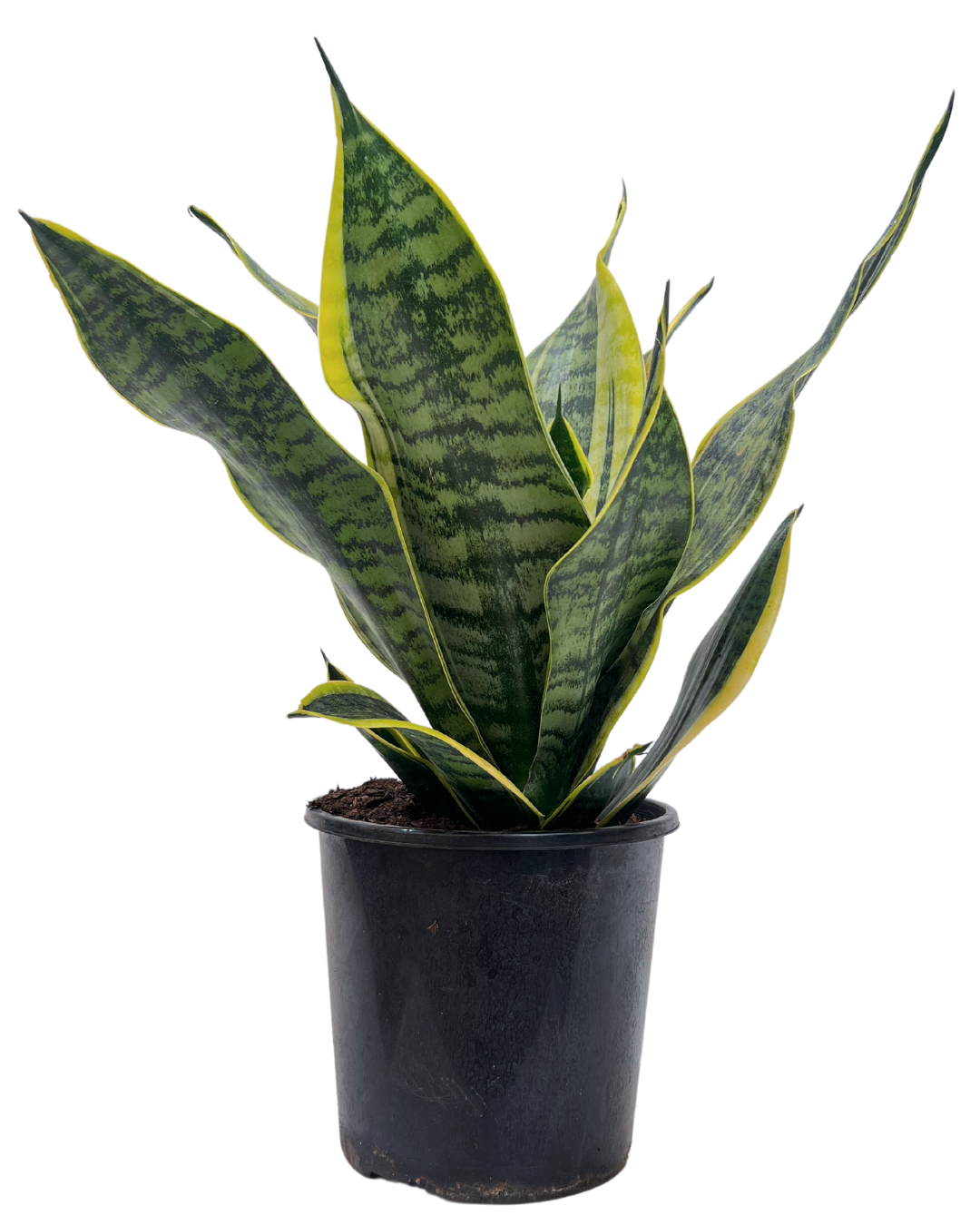 Sansevieria Superba