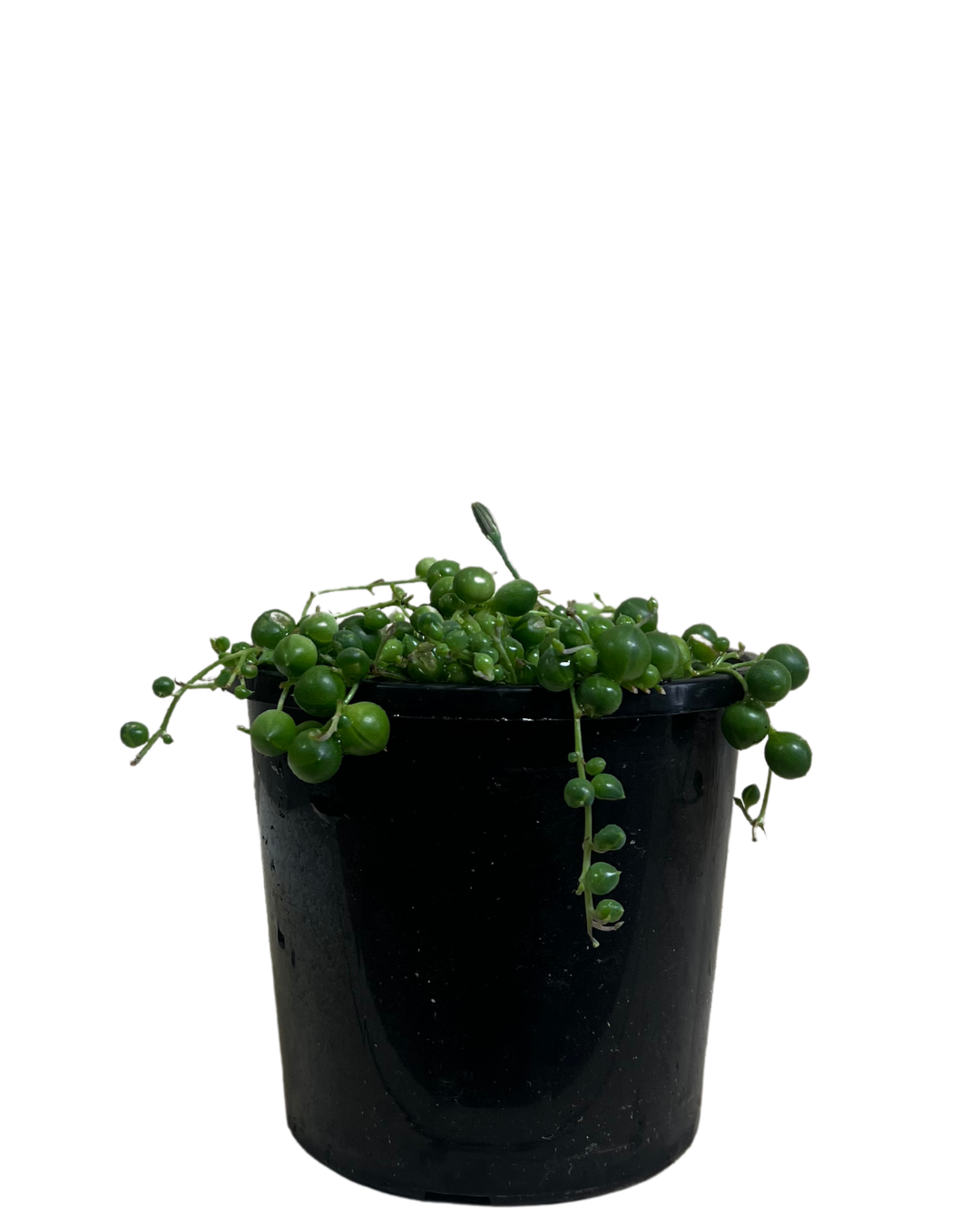 Senecio String Of Pearls