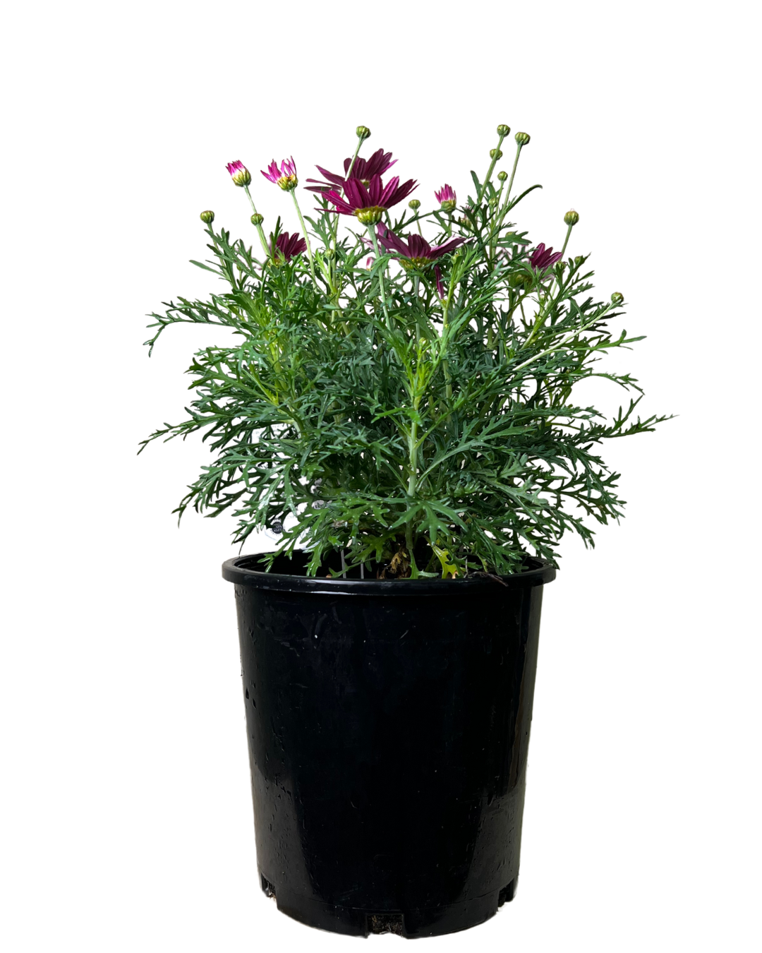 Federation Daisies - Argyranthemum Superior Purple