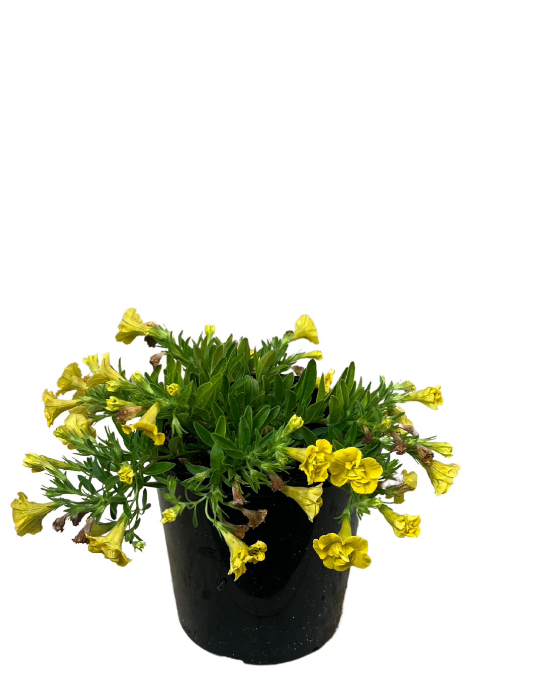 Calibrachoa Double Yellow