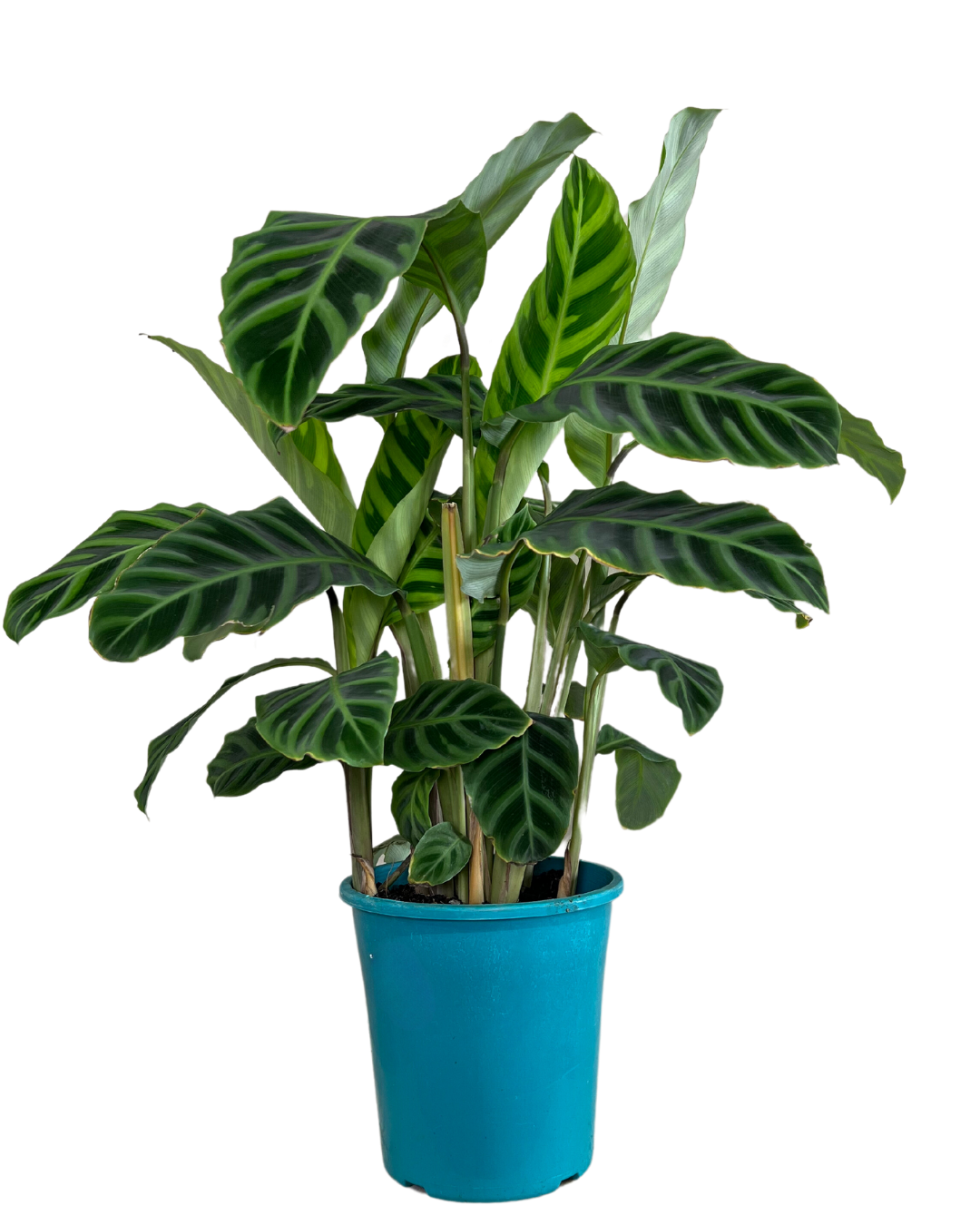 Calathea Zebrina