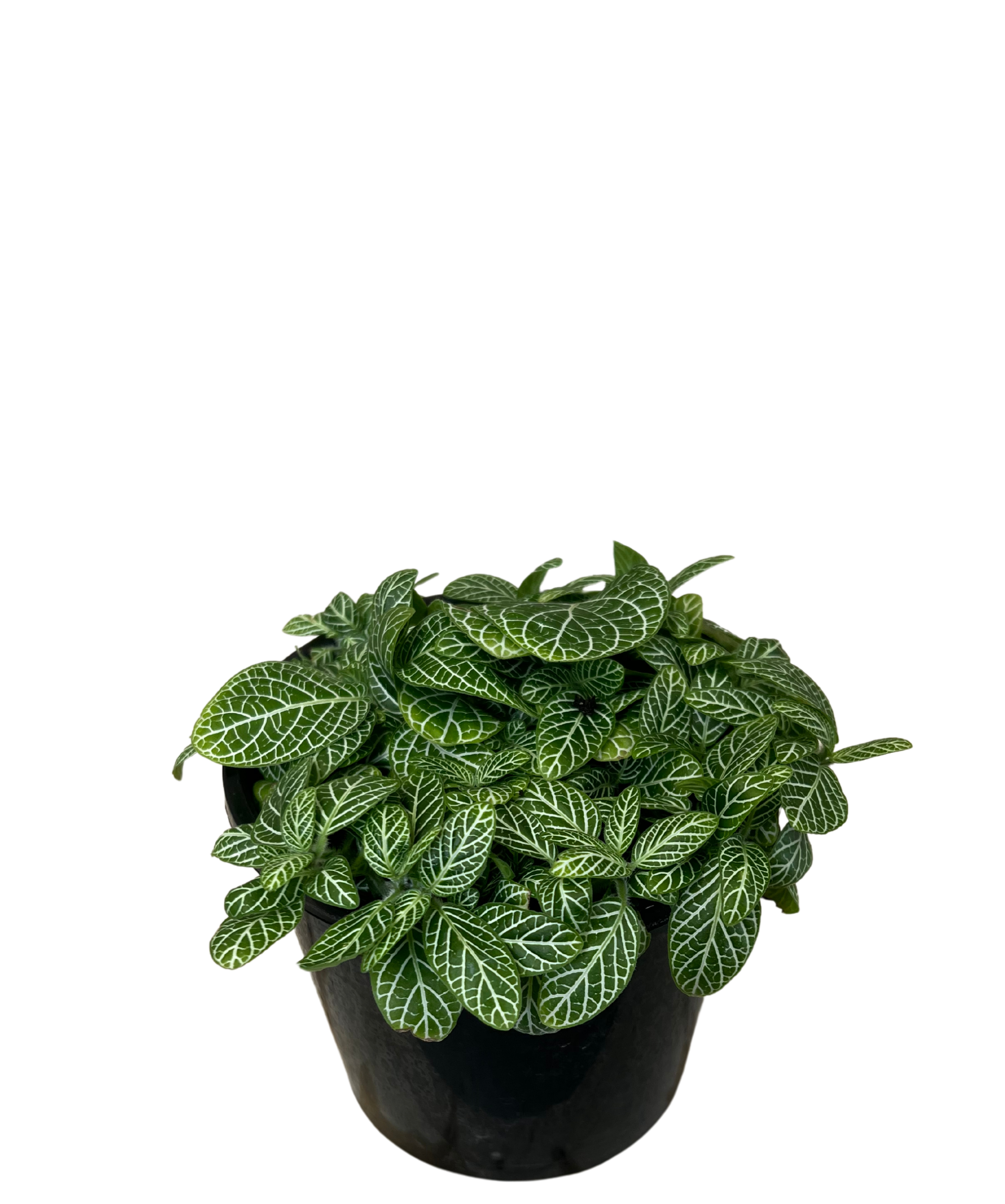 Fittonia White Angel