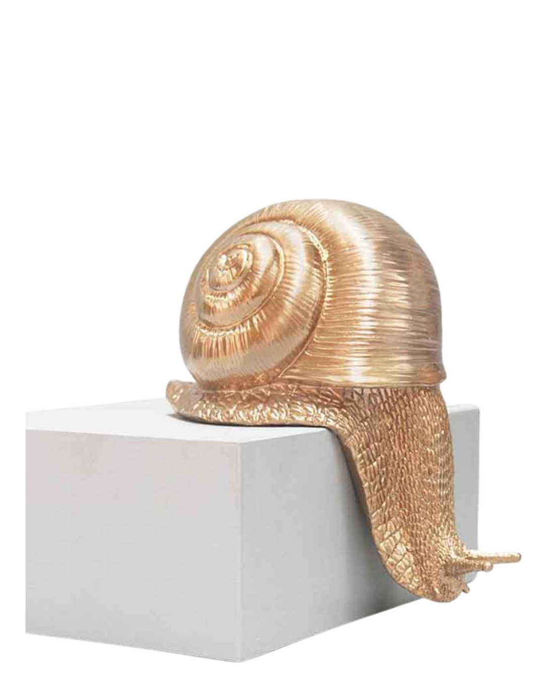 Shelf Snail