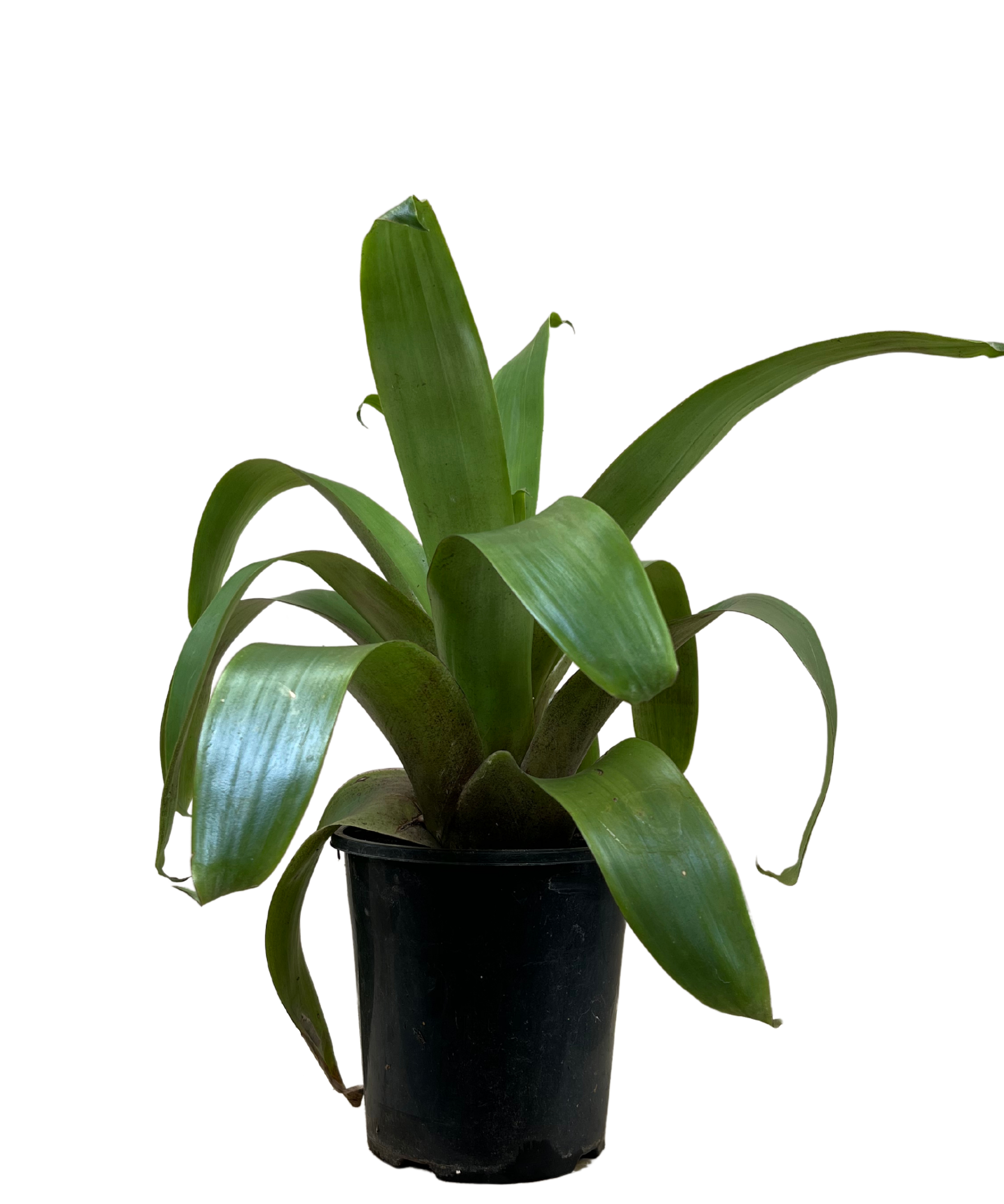 Bromeliad - Alcantarea Silver Plum