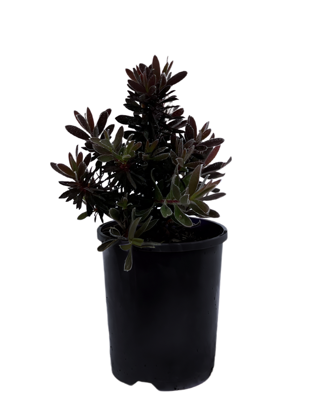 Leucadendron Ebony