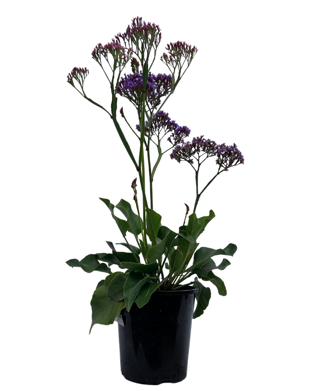 Limonium Perezii Blue