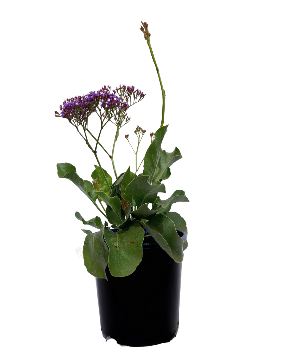 Limonium Perezii Blue