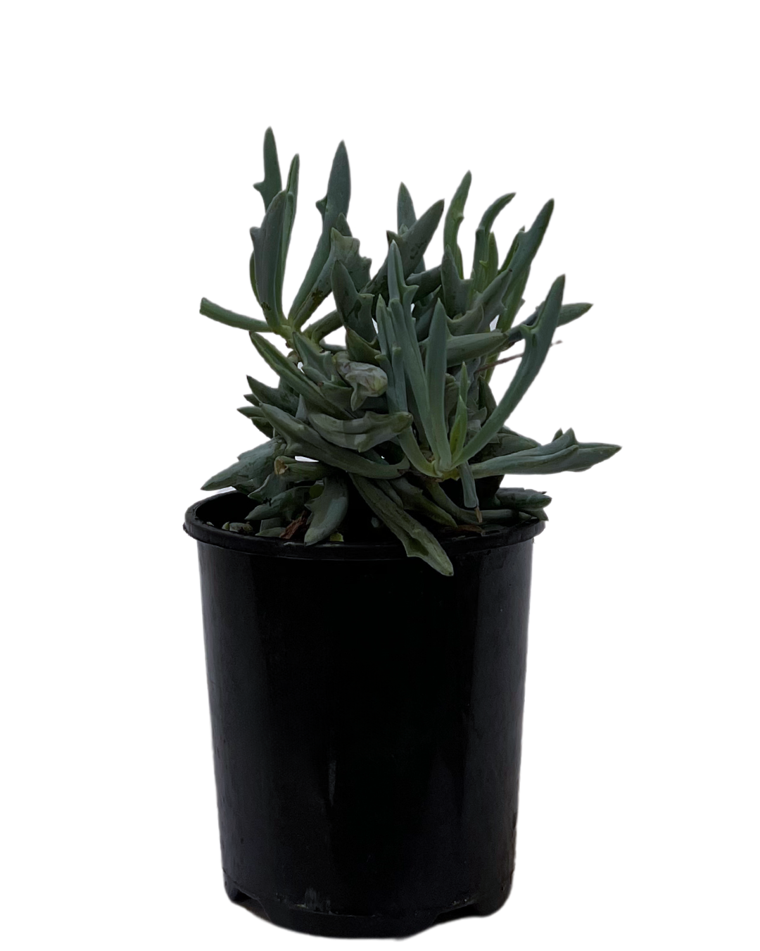 Senecio Trident Blue