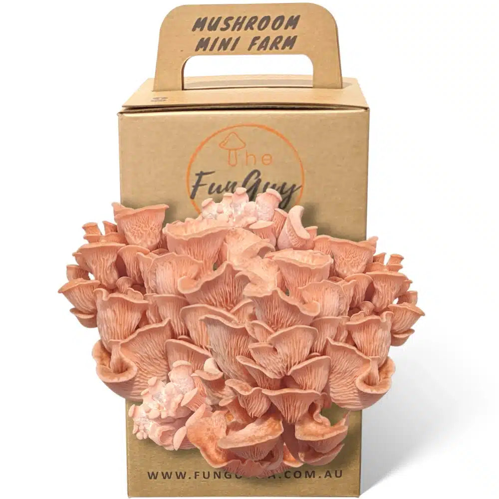 Pink Oyster Mushroom Grow Kit