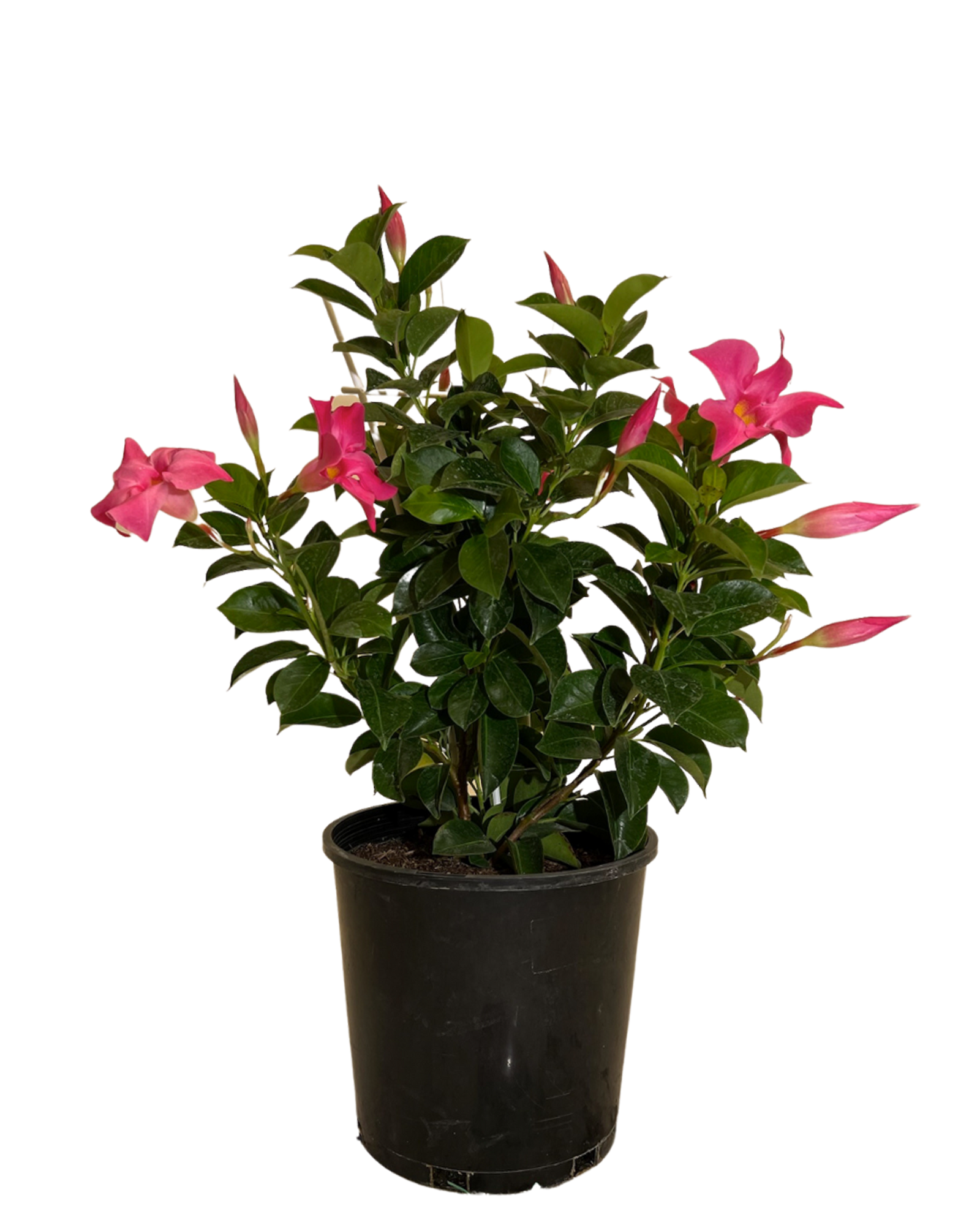 Mandevilla Aloha Bright Pink