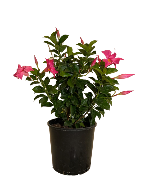 Mandevilla Aloha Bright Pink