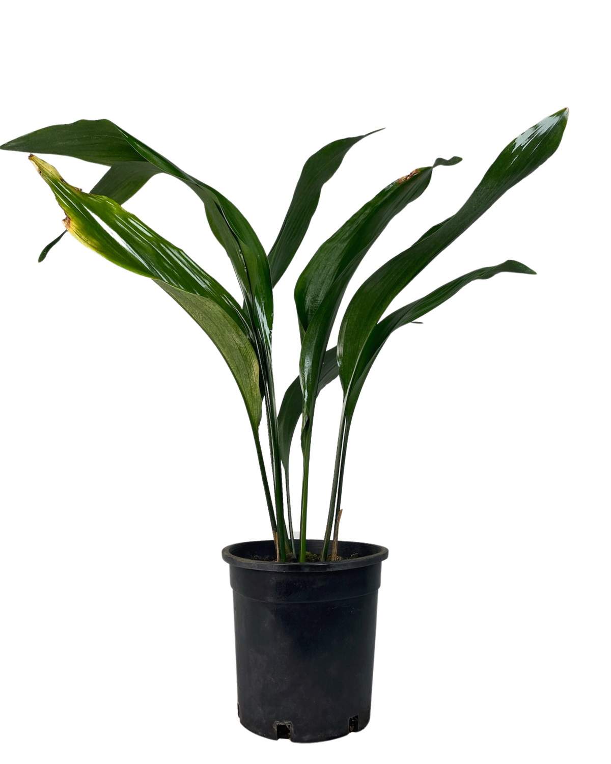 Aspidistra - Cast Iron Plant