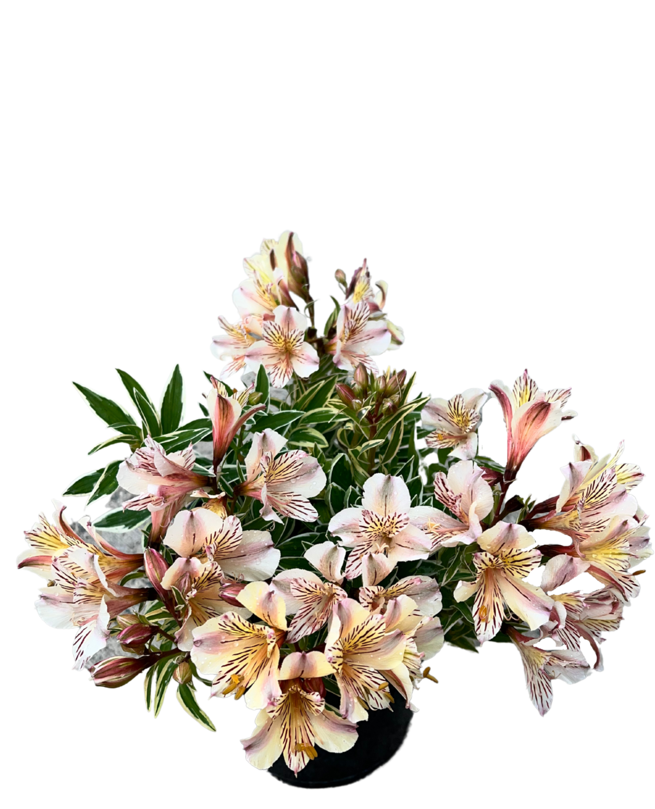 Alstroemeria Fabiana