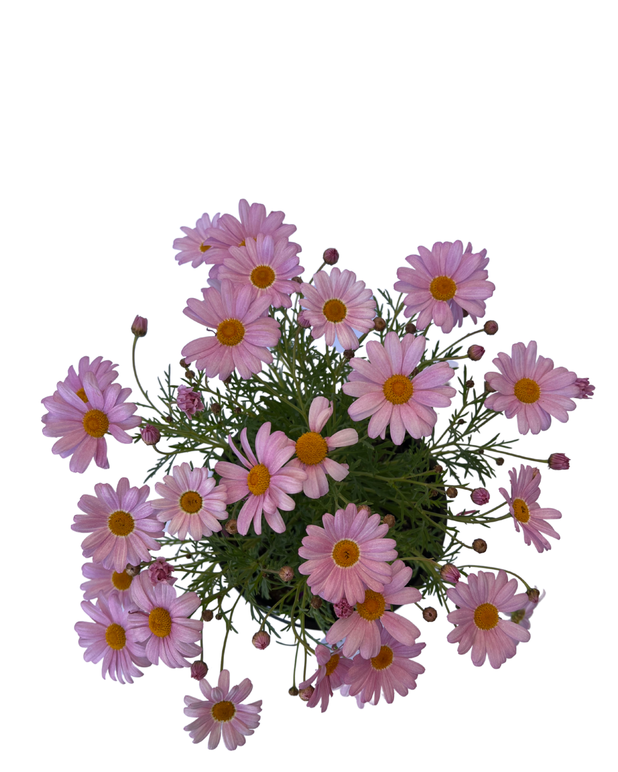 Federation Daisies - Argyranthemum Summit Pink