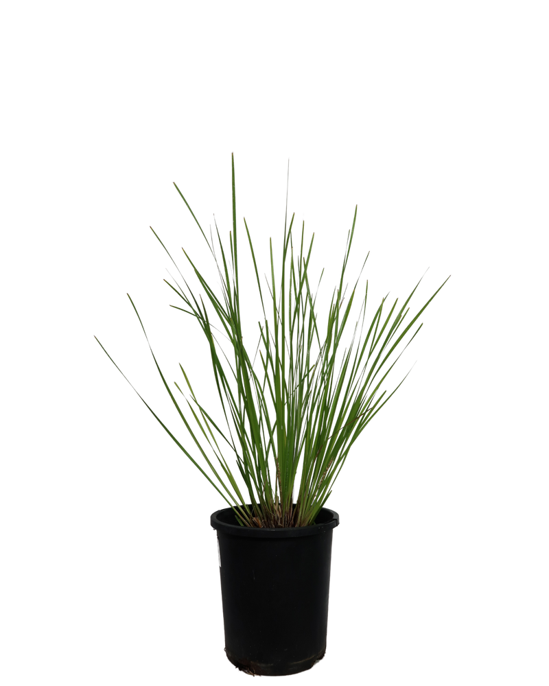 Lomandra Evergreen Baby