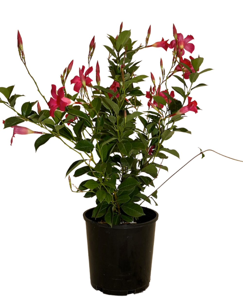 Mandevilla Aloha Pink Perfection