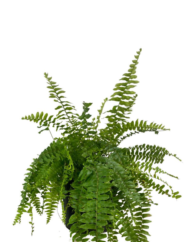 Boston Fern - Nephrolepis Exaltata Blue Bell