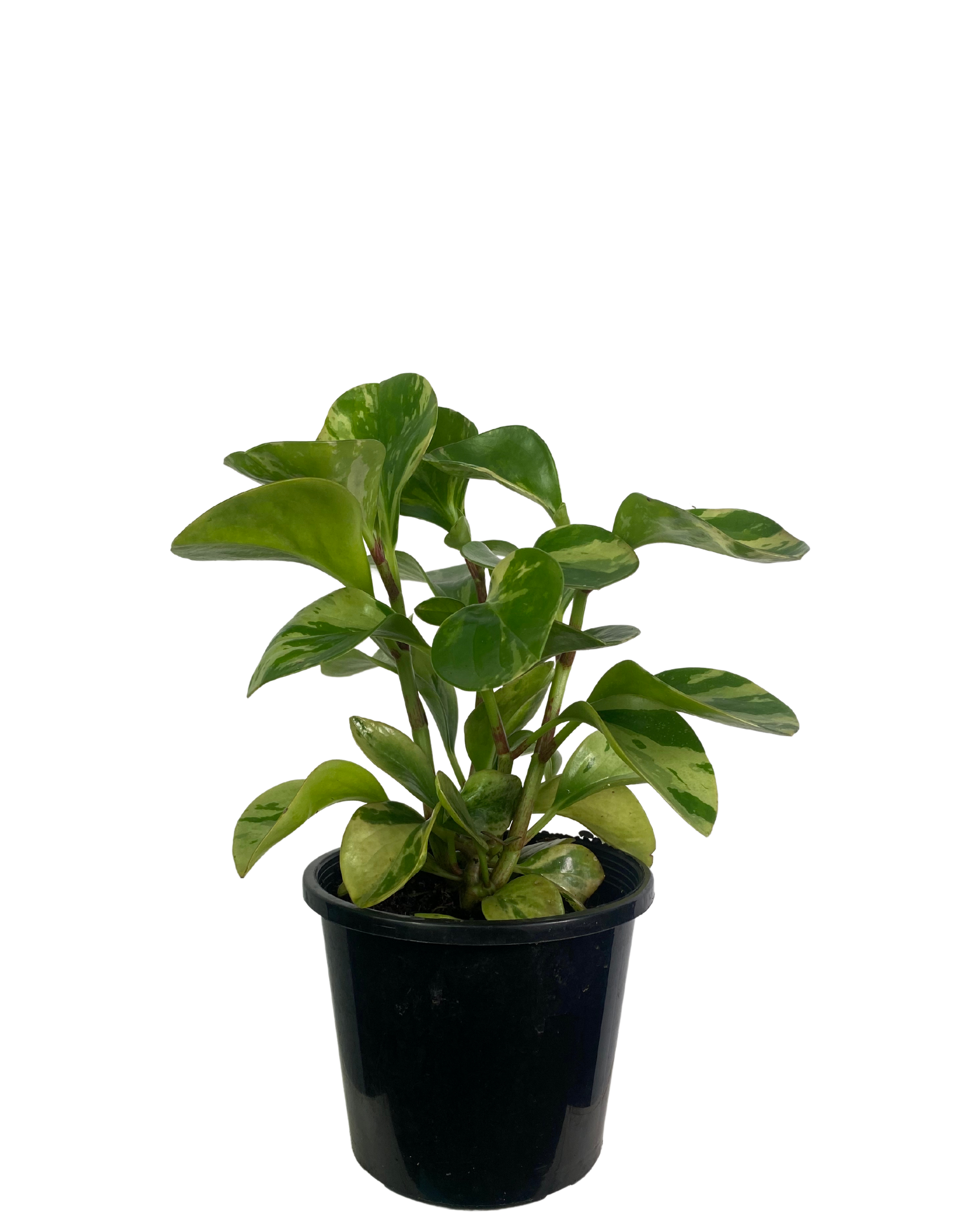 Peperomia Marble