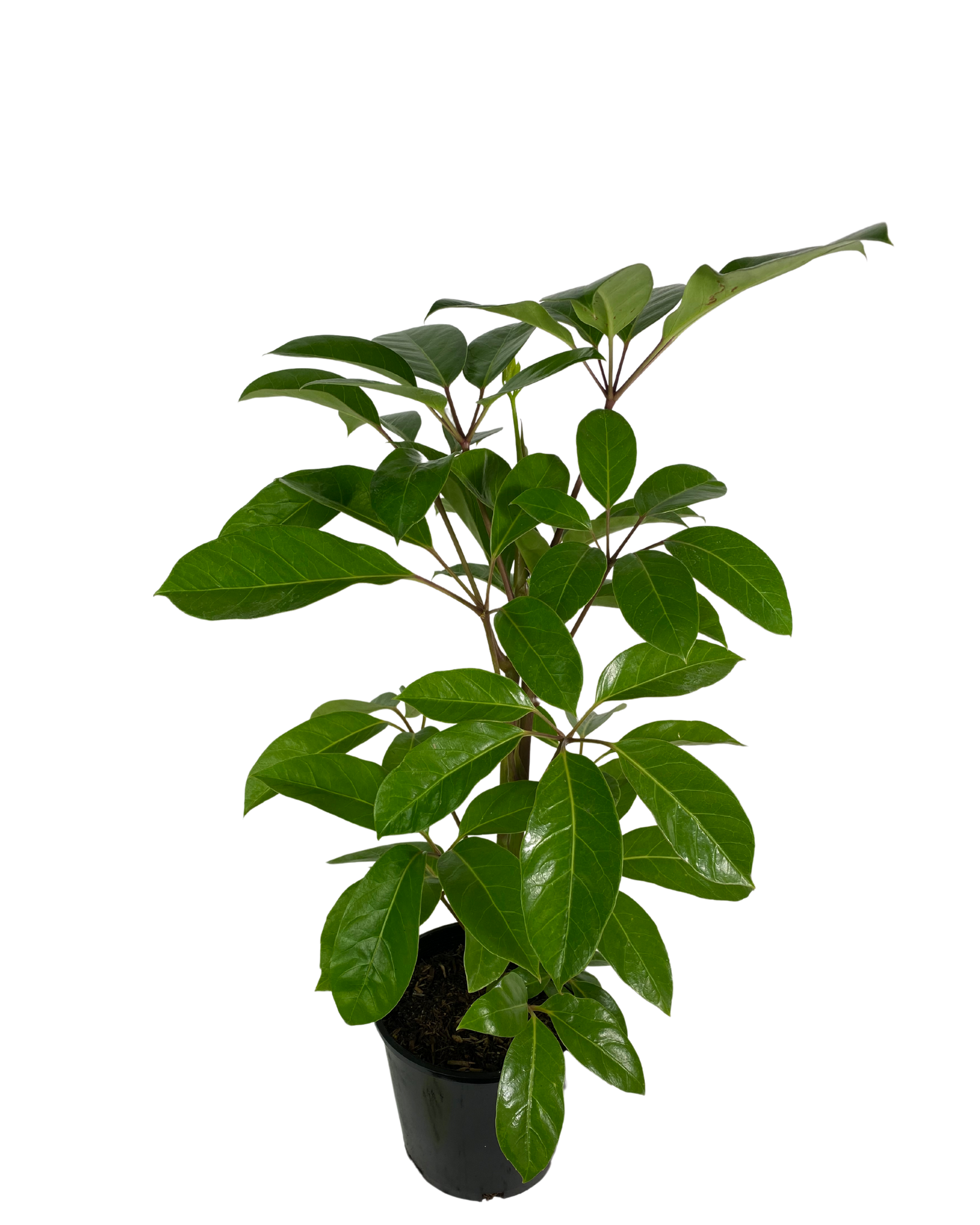 Umbrella Tree - Schefflera Alpine Junior