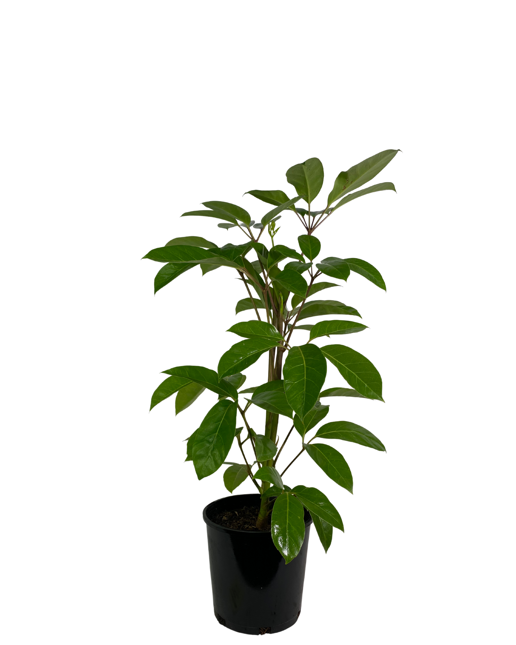 Umbrella Tree - Schefflera Alpine Junior