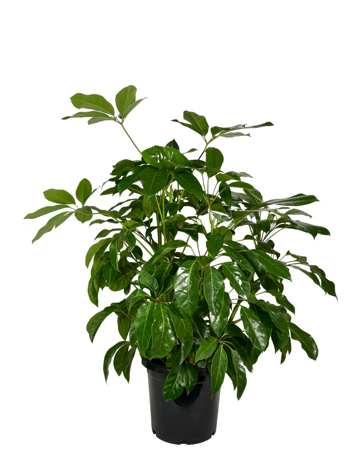 Umbrella Tree - Schefflera Alpine Junior