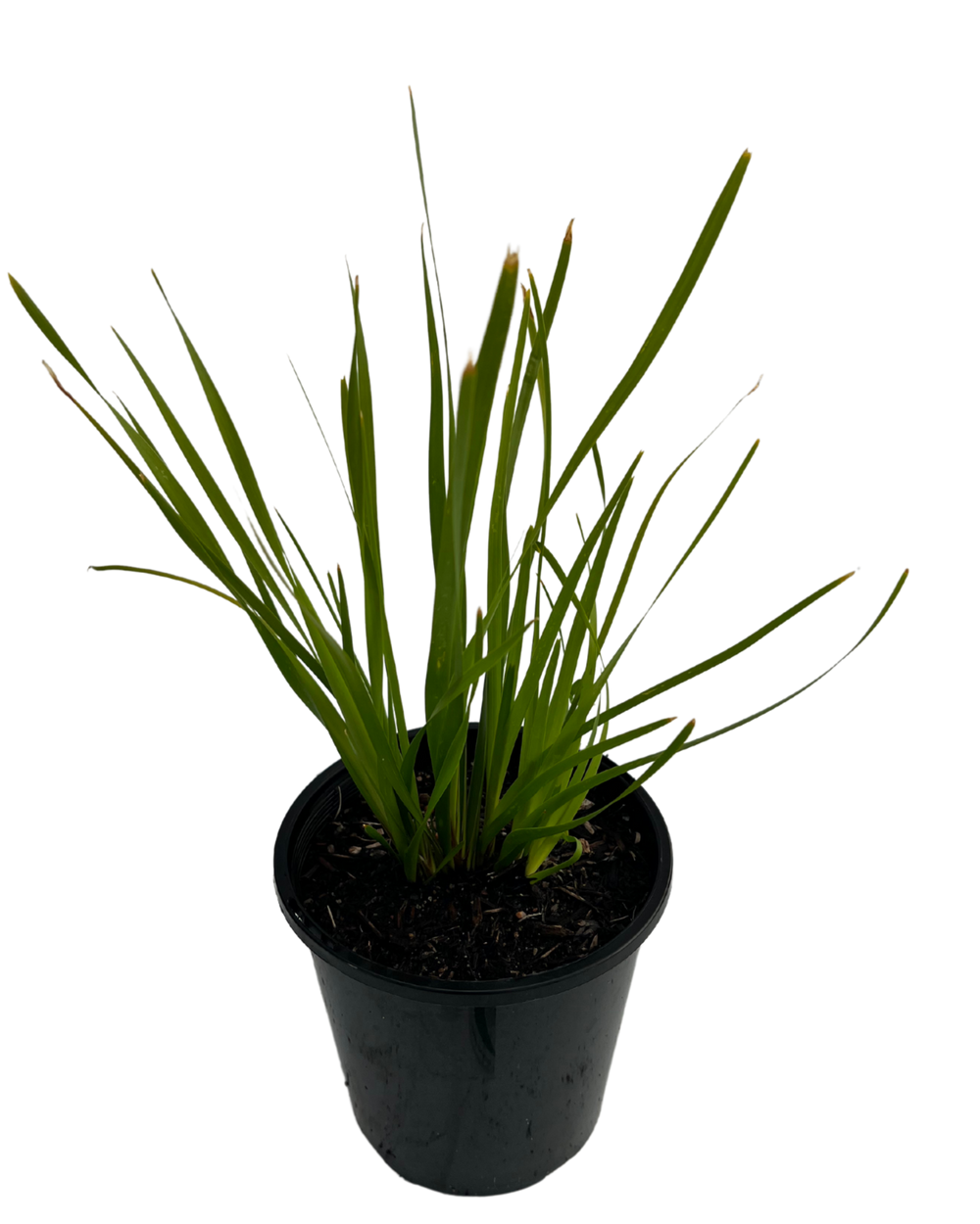 Lomandra Katrinus Deluxe