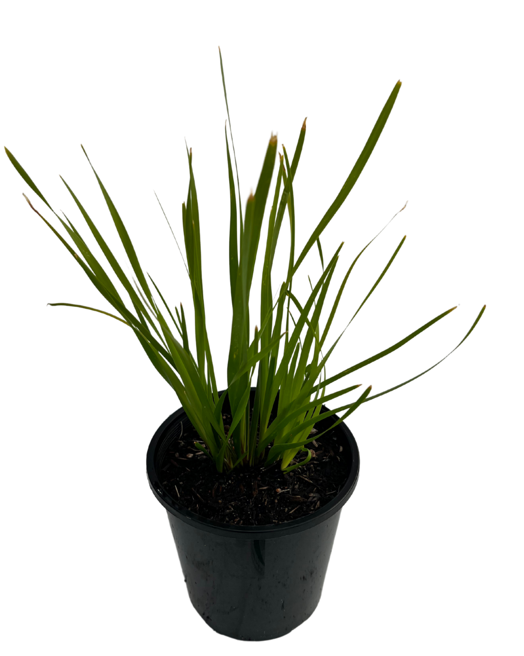 Lomandra Katrinus Deluxe