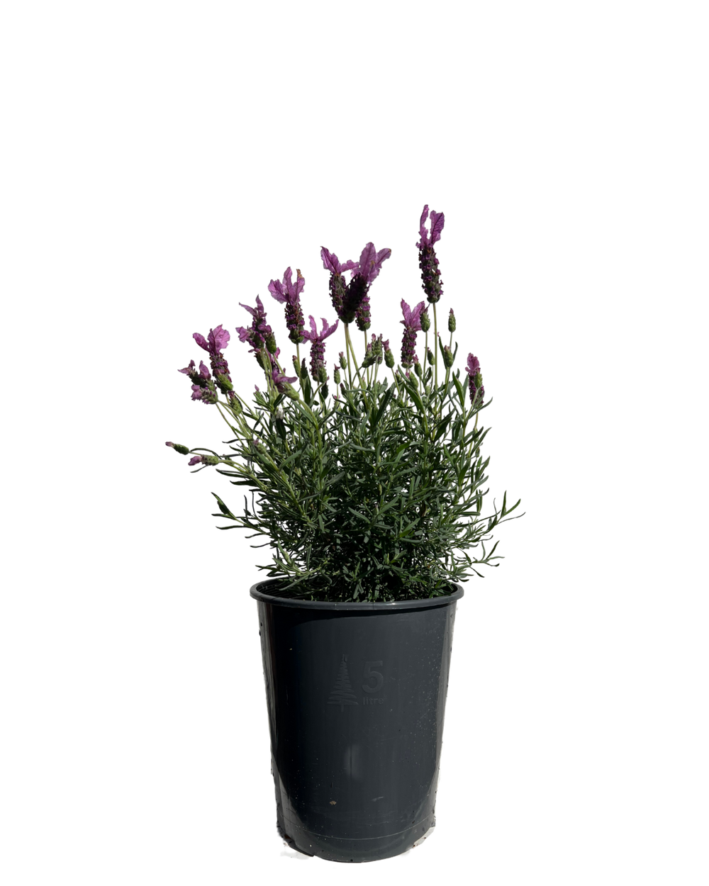 Lavender - Lavandula The Princess