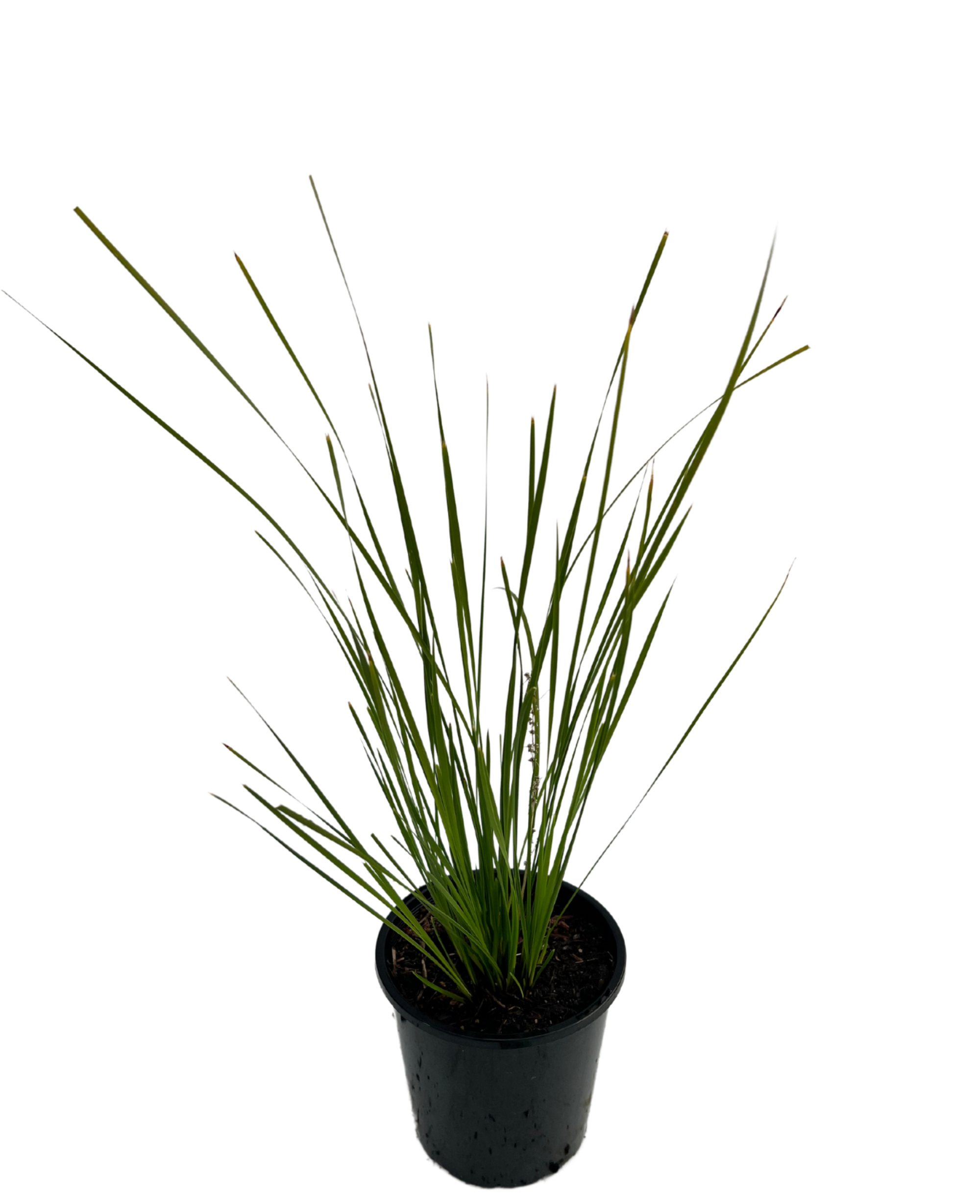 Lomandra Verday